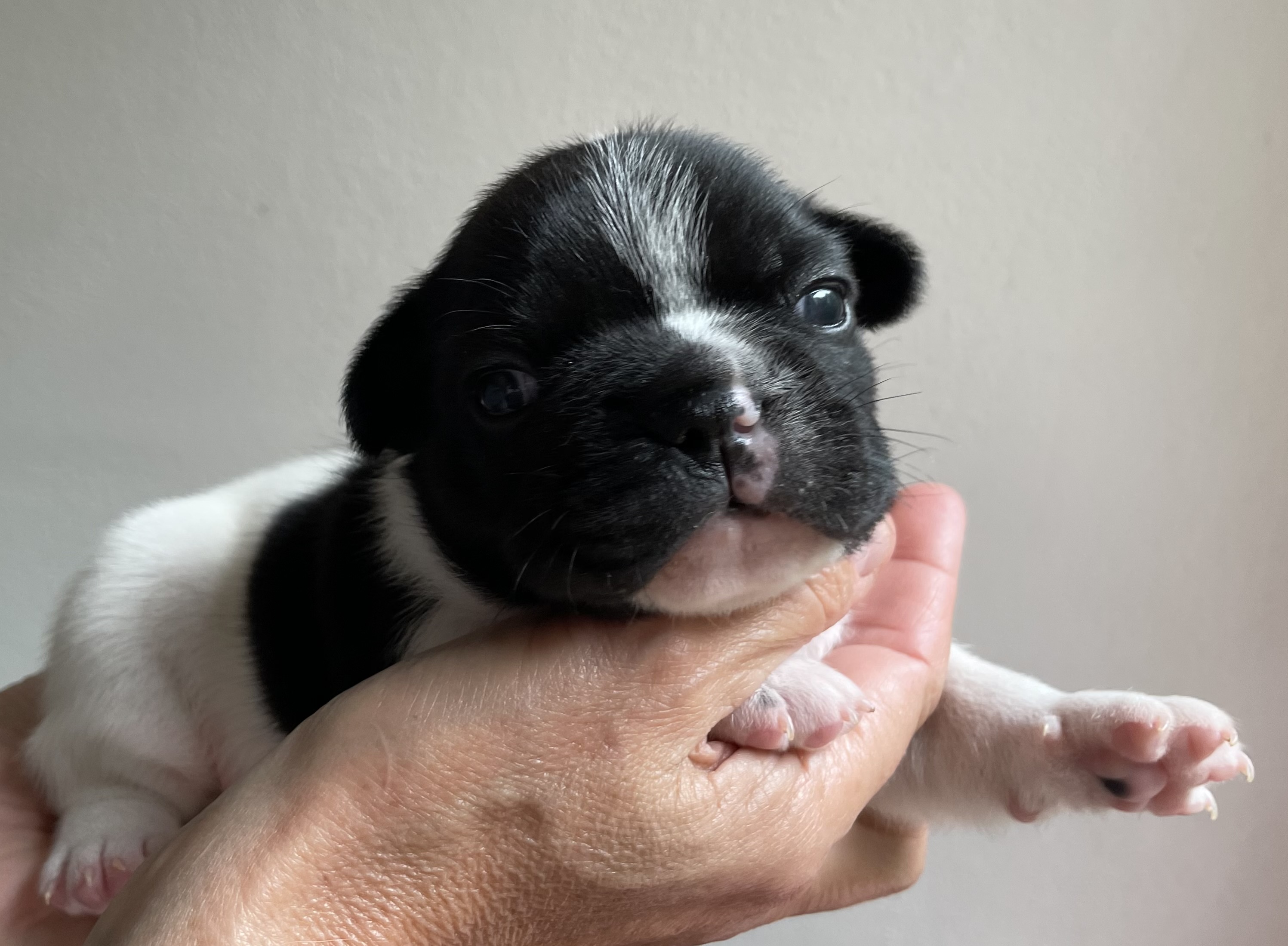 Flash Frenchies Litter L